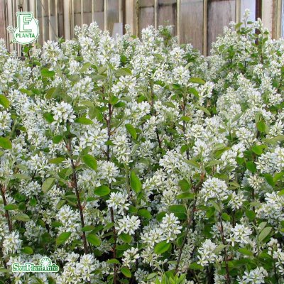 Amelanchier alnifolia Fk Alvdal E, Bärhäggmispel 10-pack, 50-80 barrot