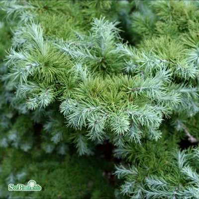 Larix kaempferi Blue Dwarf, Japansk Lärk