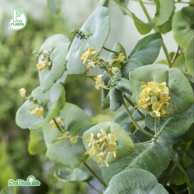 Lonicera reticulata Silver E, Daggkaprifol