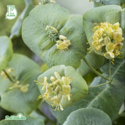 Lonicera reticulata Silver E, Daggkaprifol