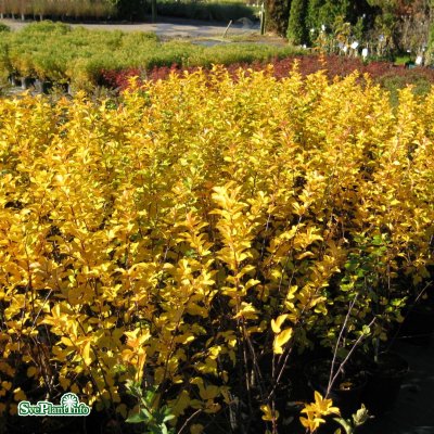 Malus toringo var. sargentii, Bukettapel 10-pack