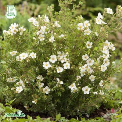 Potentilla fruticosa Abbotswood E, Ölandstok 10-pack, 30-50 barrot