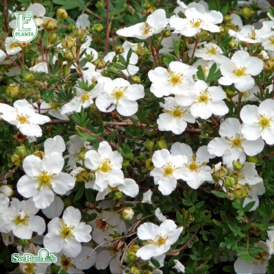 Potentilla fruticosa Abbotswood E, Ölandstok 10-pack, 30-50 barrot