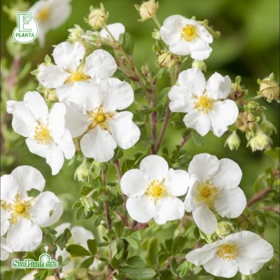 Potentilla fruticosa Abbotswood E, Ölandstok 10-pack, 30-50 barrot