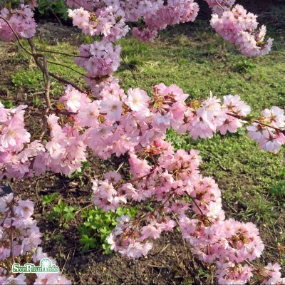 Prunus Accolade, Vårkörsbär