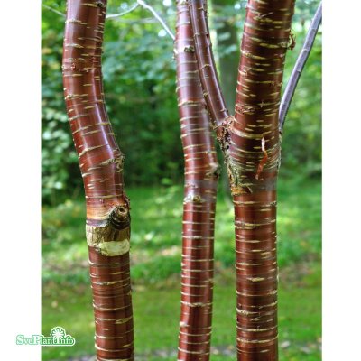 Prunus serrula, Glanskörsbär