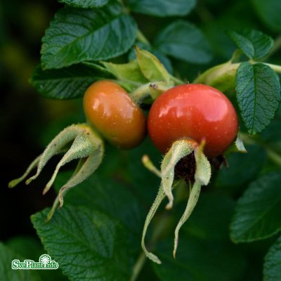 Rosa rugosa Alba, Vresros 10-pack