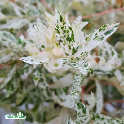 Salix integra Hakuro Nishiki, Japansk Dvärgpil