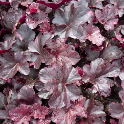 Heuchera hybr. Midnight Rose ®, Alunrot