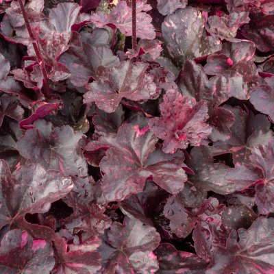 Heuchera hybr. Midnight Rose ®, Alunrot