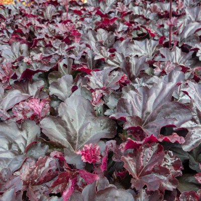 Heuchera hybr. Obsidian ®, Alunrot