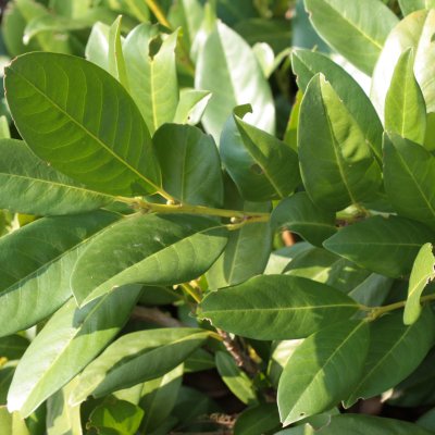 Prunus laurocerasus Cherry Brandy