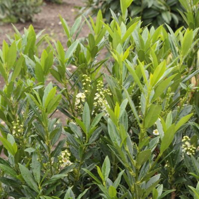Prunus laurocerasus Gajo ®, Lagerhägg