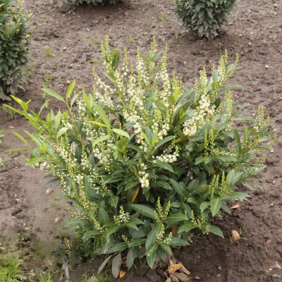 Prunus laurocerasus Herbergii