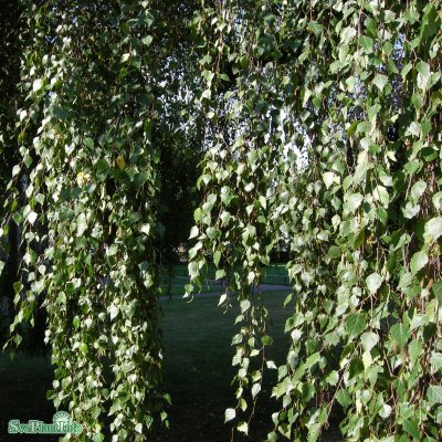 Betula pendula Youngii, Tårbjörk, utr 150-200 co
