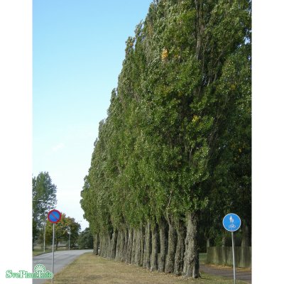 Populus nigra Italica, Italiensk Pelarpoppel 10-pack, 65-100 barrot