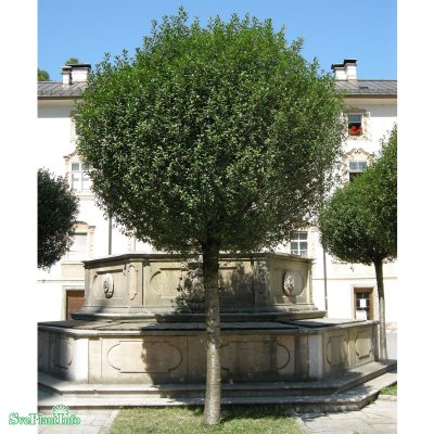 Prunus eminens Umbraculifera, Klotkörsbär
