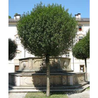 Prunus eminens Umbraculifera, Klotkörsbär serrula stam, 200 serrula stam C15