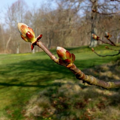 Aesculus hippocastanum, Hästkastanj