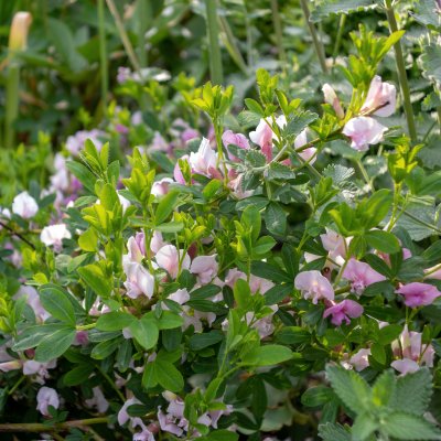 Cytisus purpureus (Chamaecytisus purpureus), Rosenginst