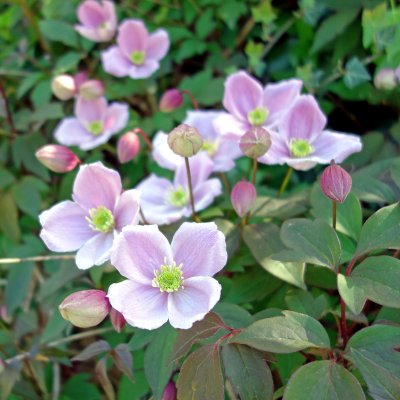 Clematis montana var. rubens