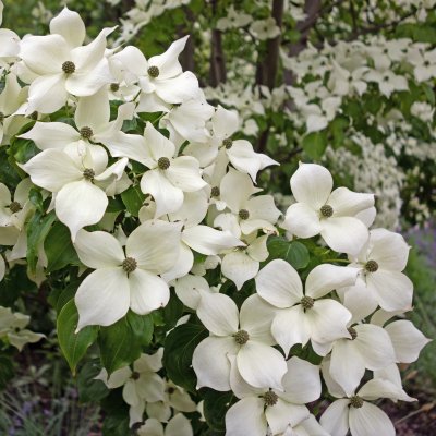 Cornus kousa, Koreansk Blomsterkornell