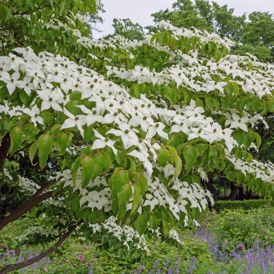 Cornus kousa, Koreansk Blomsterkornell