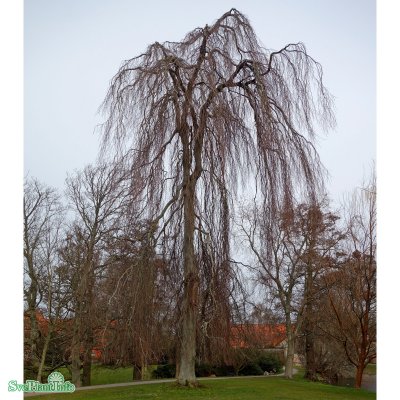 Fagus sylvatica Pendula, Hängbok