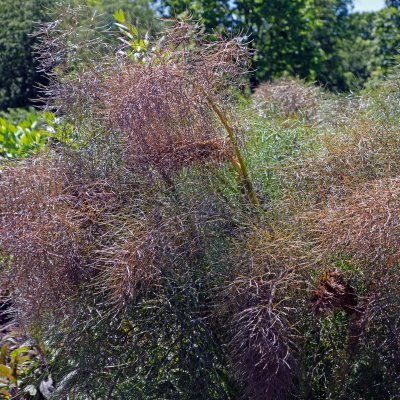 Foeniculum vulgare Purpureum