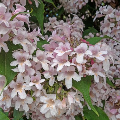 Kolkwitzia amabilis, Paradisbuske