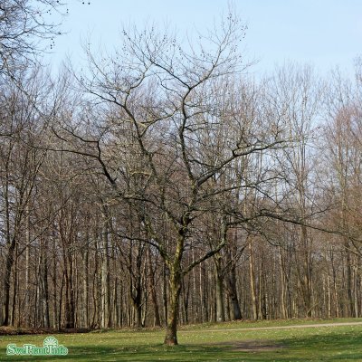 Platanus x hispanica, Platan