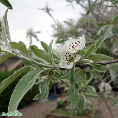 Pyrus salicifolia Pendula, Silverrpäron
