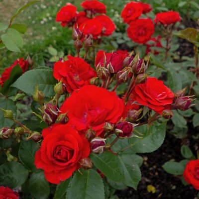 floribunda Allotria (Tanal), Floribundaros, C4