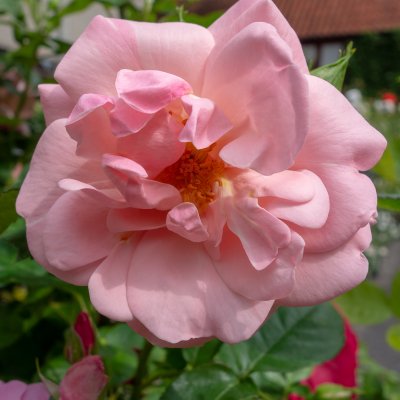 floribunda Astrid Lindgren ® (Pouluf), Floribundaros, C4