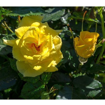 floribunda Sunsprite (Friesia, Korresia), Floribundaros, C4