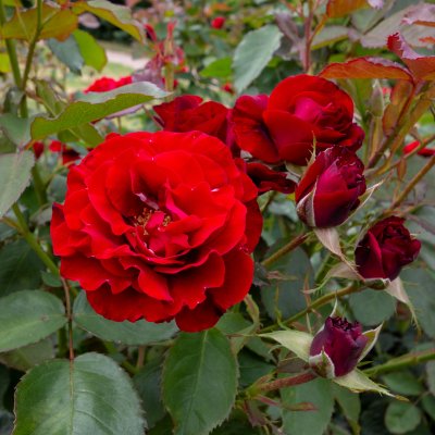 floribunda H. C. Andersen (Poulander), Floribundaros, C4