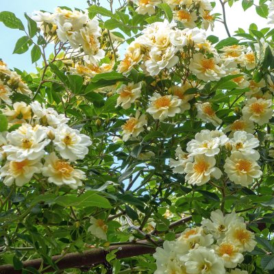 helenae hybrida, Honungsros/Klätterros