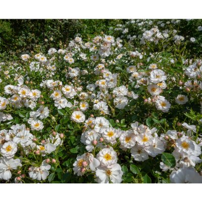 Rosa Snow Cover ®