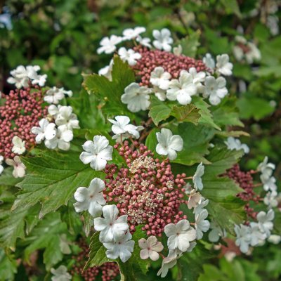 Viburnum sargentii Onondaga, Blodolvon