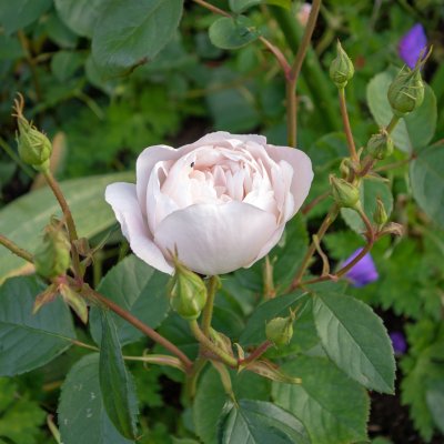 austin Desdemona (Auskindling), Engelsk Buskros, C6