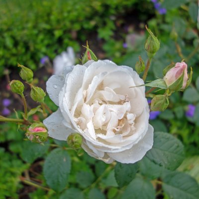 austin Desdemona (Auskindling), Engelsk Buskros, C6