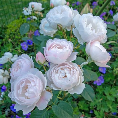 austin Desdemona (Auskindling), Engelsk Buskros, C6