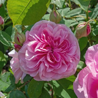 austin Gertrude Jekyll ® (Ausbord), Engelsk Buskros, C6
