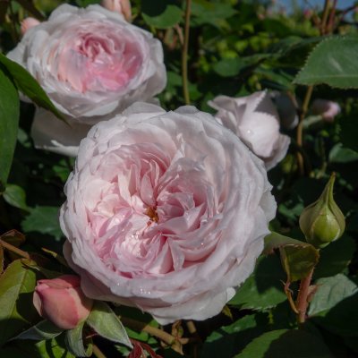 austin Olivia Rose (Ausmixture), Engelsk Buskros, C6