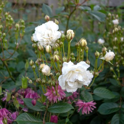 polyantha Katharina Zeimet, Polyantaros, C4