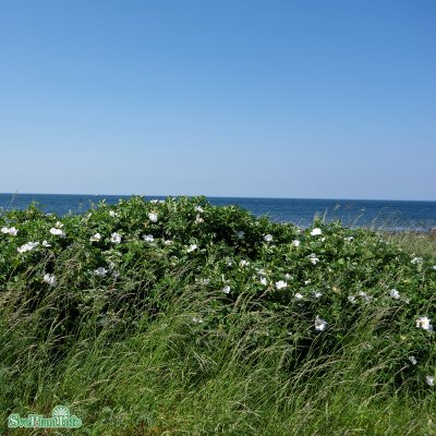 Rosa rugosa Alba, Vresros 10-pack