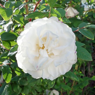 rugosa Louise Bugnet, Kanadensisk Buskros, C4