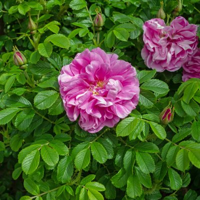 rugosa Thérèse Bugnet, Kanadensisk Buskros, barrot 1st