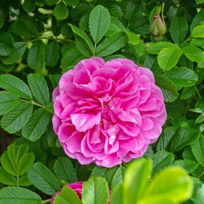 rugosa Thérèse Bugnet, Kanadensisk Buskros, C4