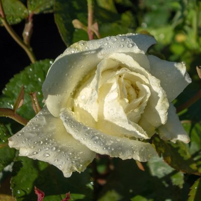 tehybrid Memoire ® (Ice Cream, Korzuri), Tehybridros, C4